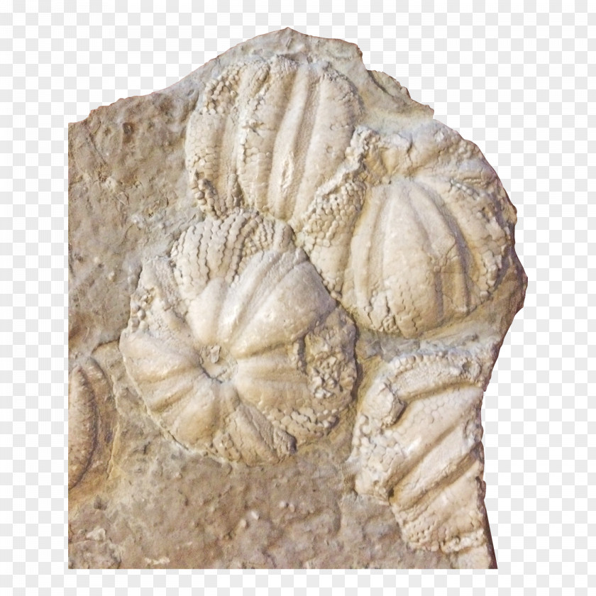 Fossils Jellyfish Coelenterata Sea Anemones And Corals Fossil Stone Carving PNG