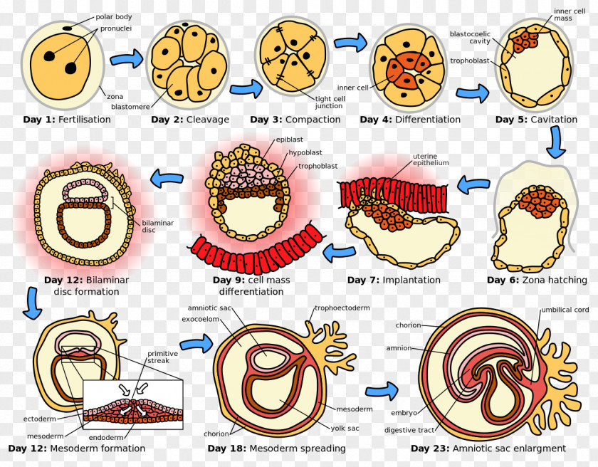 Human Development Embryogenesis Prenatal Fertilisation PNG