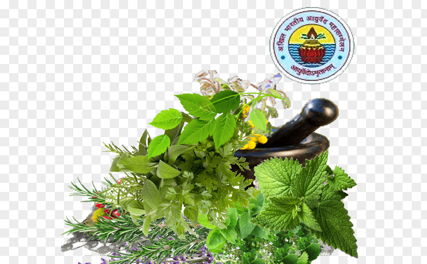 Maharashtra Herbalism Ayurveda Fines Herbes Pianta Aromatica PNG