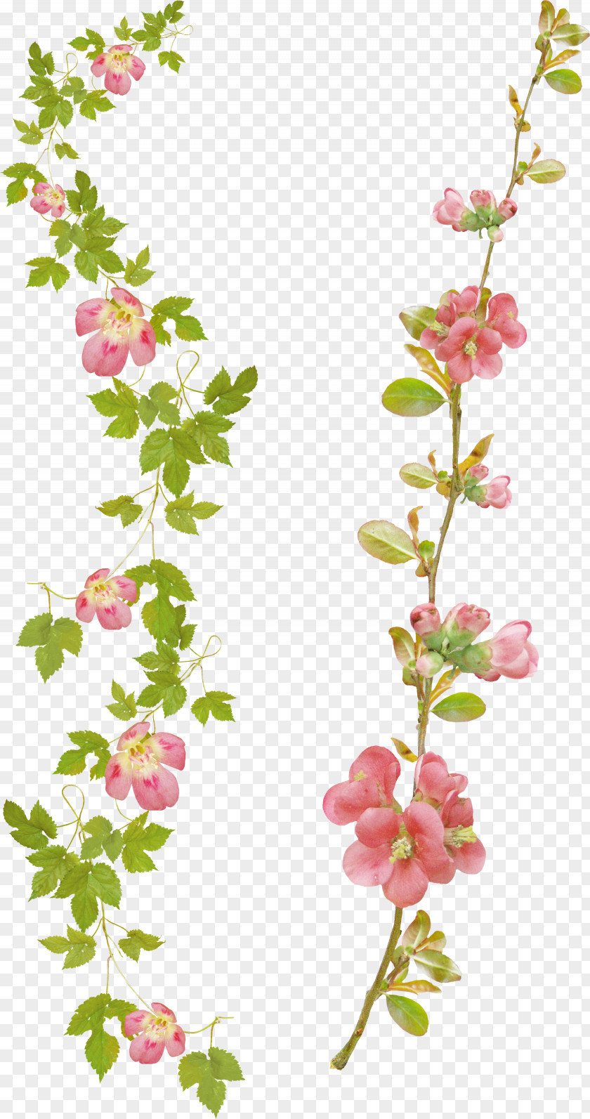 Broucher Cut Flowers Desktop Wallpaper PNG