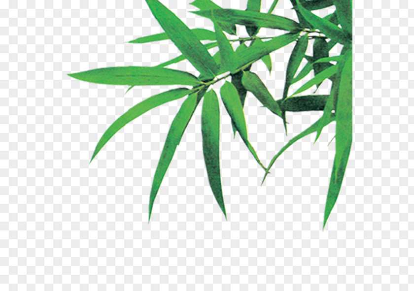 Green Bamboo Leaves Bambusodae Icon PNG