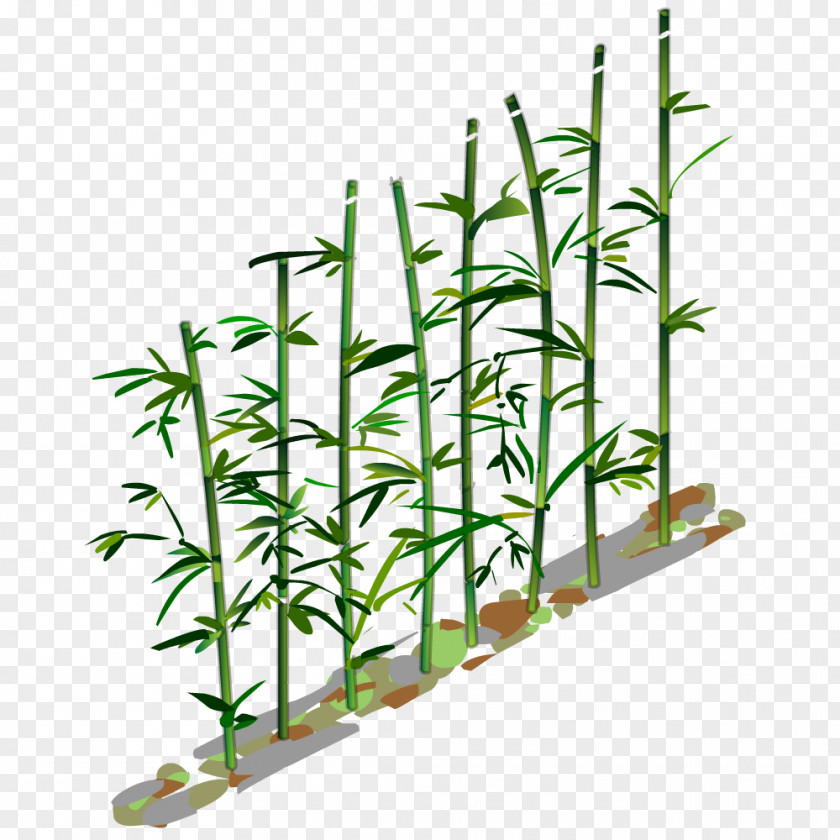 Plantes Drawing Educational Game Plant PNG