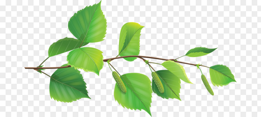 Tree Treelet Drawing Leaf PNG