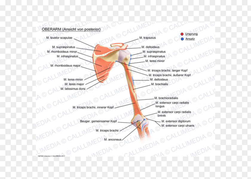 Arm Joint Augšdelms Muscular System Muscle PNG