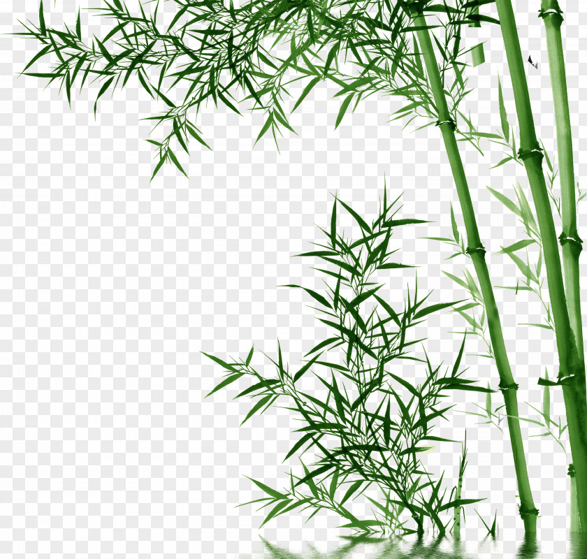 Bamboo,Bamboo Bamboo Toothpaste PNG
