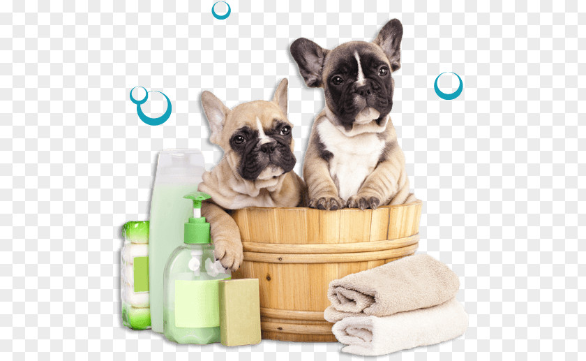 Cat Breath Spray French Bulldog Dog Grooming Pet Puppy PNG