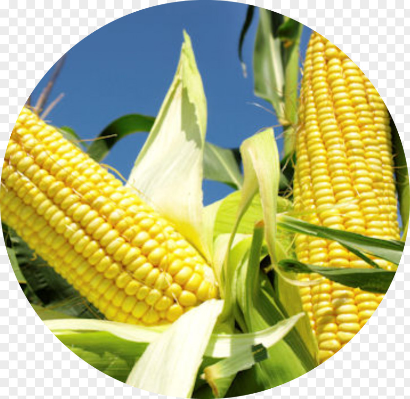 Corn Belt Genetically Modified Maize Agriculture Crop Yield PNG