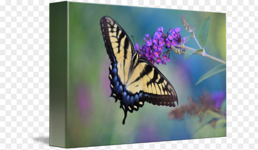 Eastern Tiger Swallowtail Monarch Butterfly Gallery Wrap Brush-footed Butterflies PNG