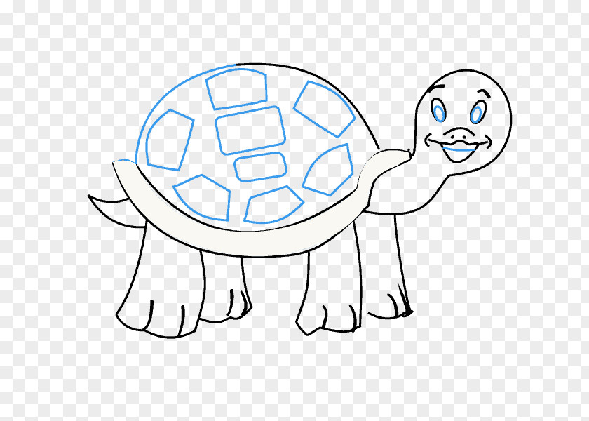 Turtle Drawing Cartoon Draw 50 Animals Tortoise PNG