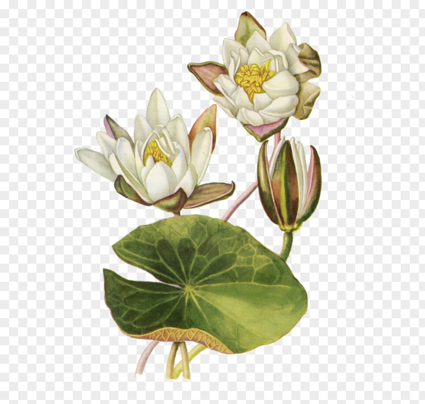 Water Lilies Botanical Illustration Botany Flower Nelumbo Nucifera PNG