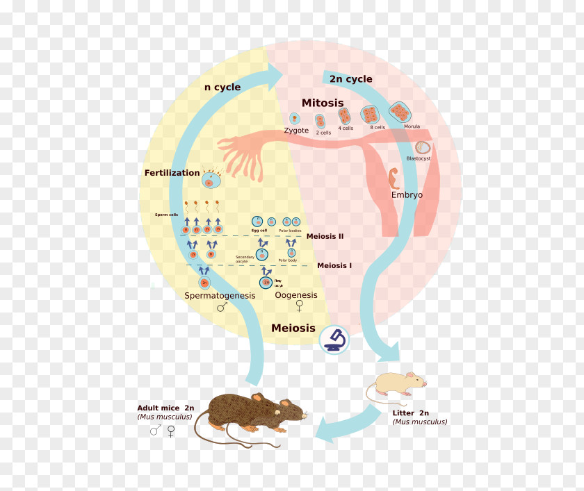 Biological Life Cycle Wikimedia Commons Célula Diploide Foundation Zygote PNG