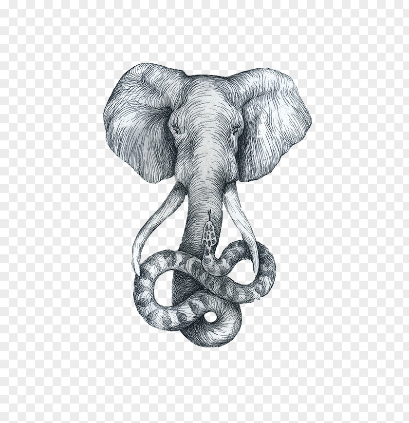 Elephant-headed Snake Nose Drawing African Elephant Sketch PNG