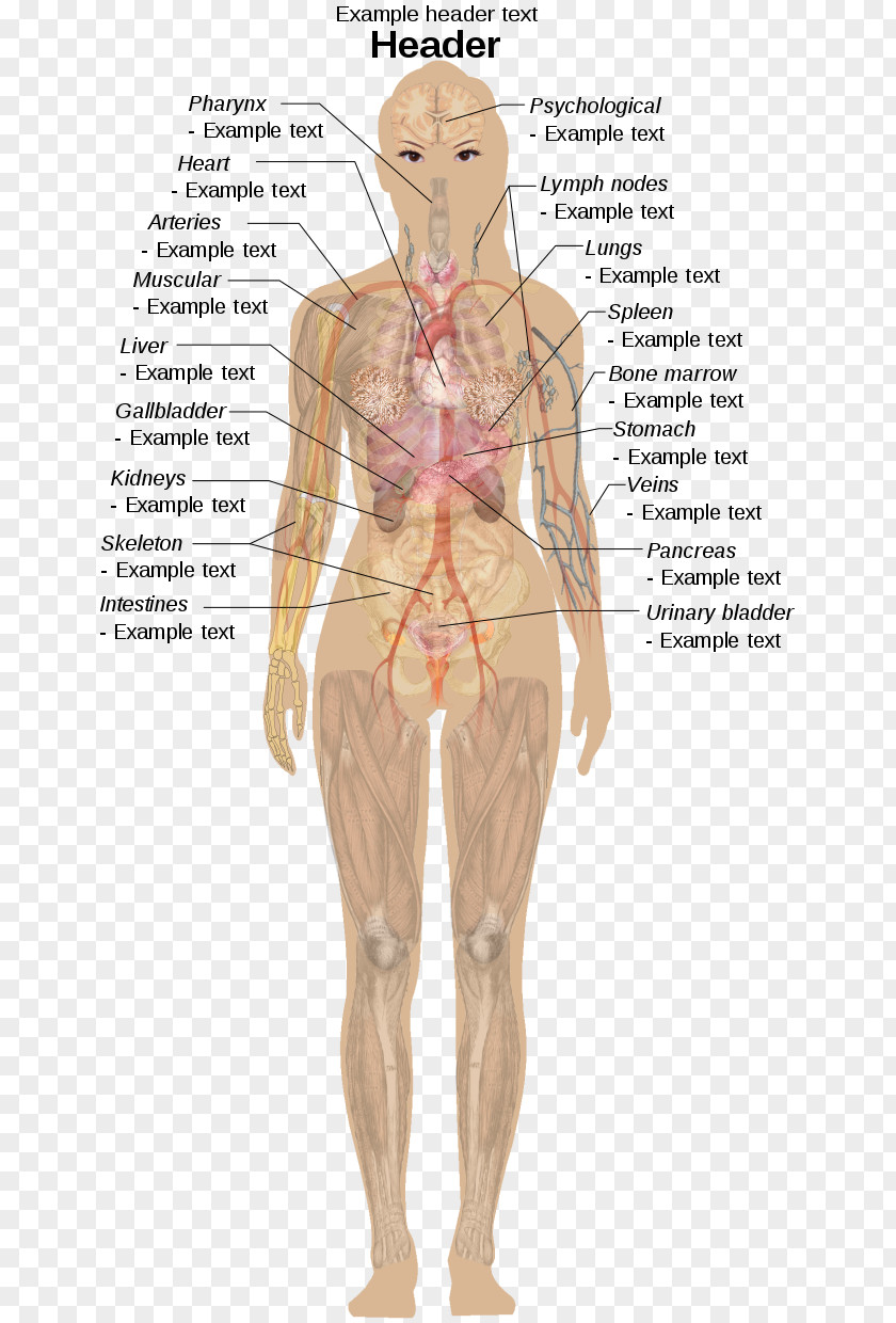 Female Body Diagram Internal Organs Of The Human Anatomical Chart Anatomy Appendix PNG