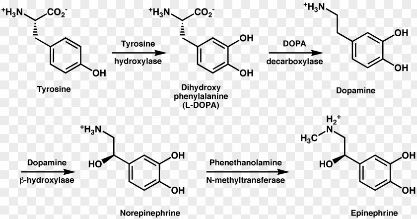 Metabolism Tyrosine Hydroxylase Phenylalanine Dopamine PNG