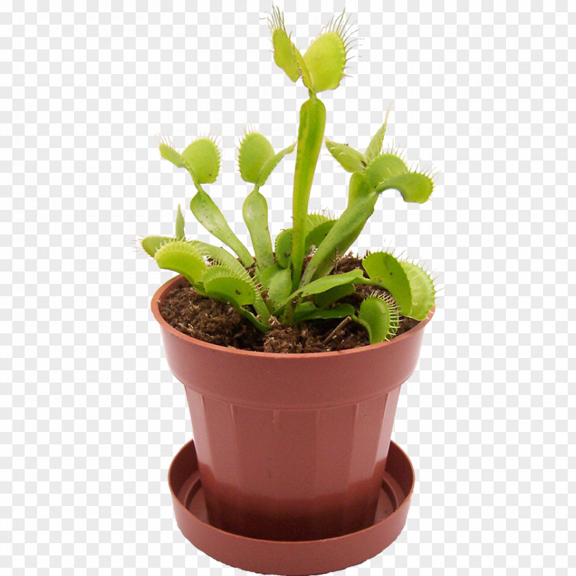 Plant Venus Flytrap Carnivorous Terrarium Reptile PNG