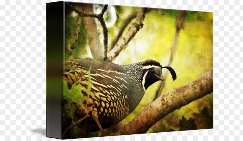 Beak Quail California Gallery Wrap Canvas PNG