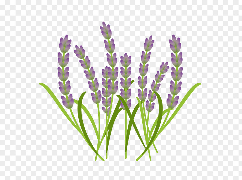 English Lavender French Aromatherapy Narrow-leaved Paperbark PNG