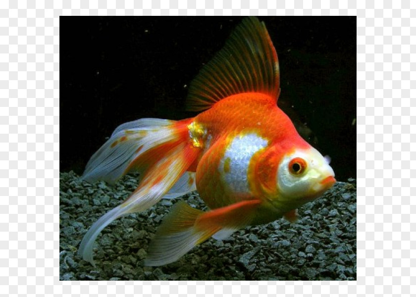 Fish Ryukin Veiltail Common Goldfish Shubunkin Oranda PNG