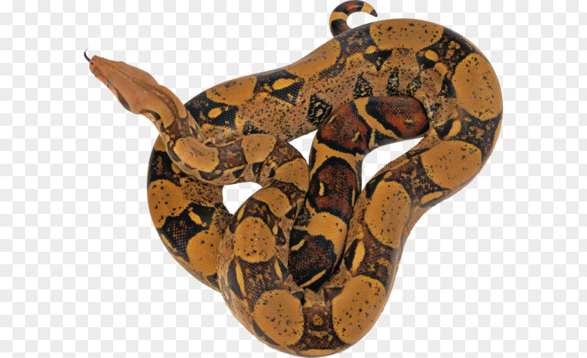 Snake Reticulated Python PNG