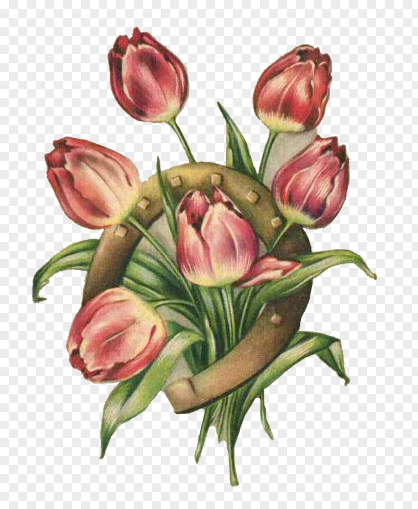 Wonderland Cut Flowers Tulip PNG
