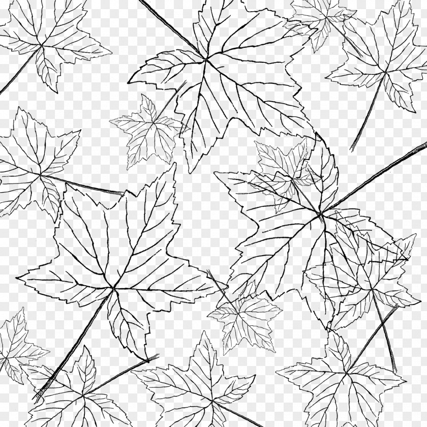 A Bunch Of Maple Leaves Leaf Line Art Floral Design PNG