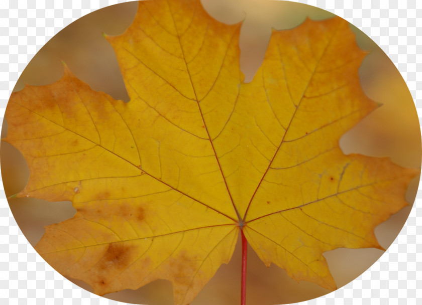 American Sweetgum Leaf Maple PNG