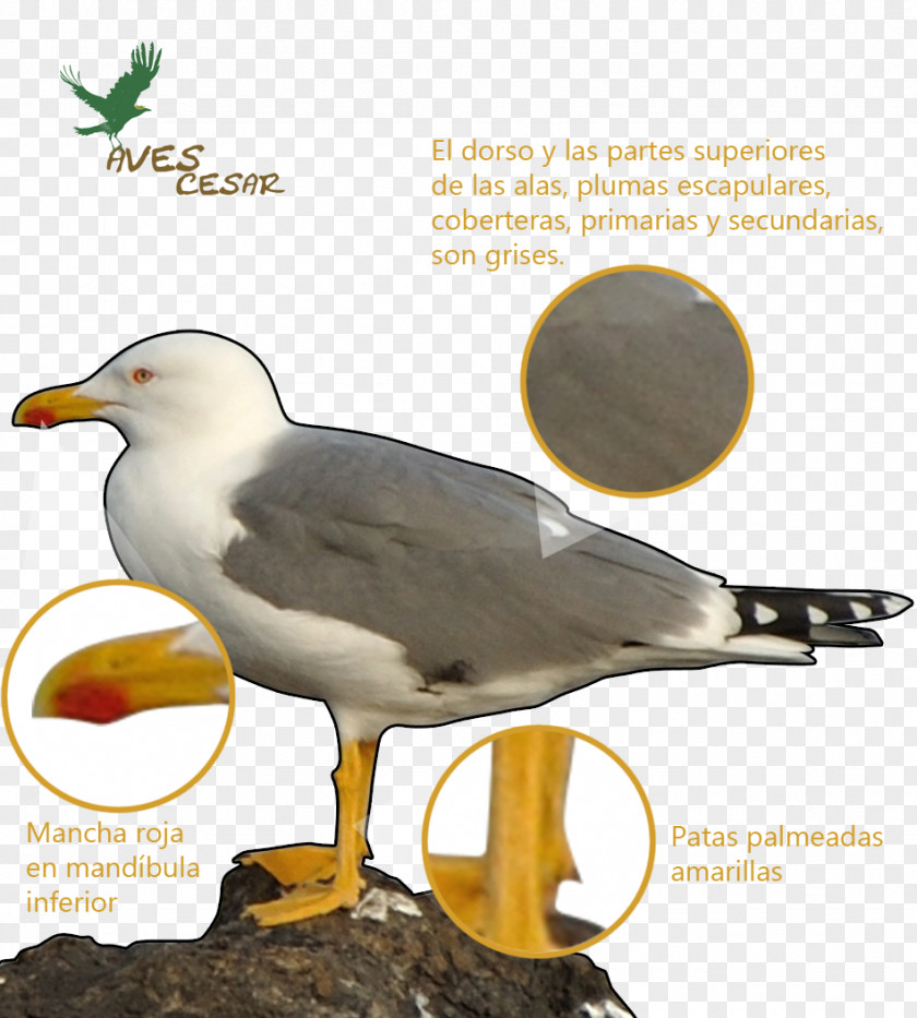 Bird European Herring Gull Shorebirds Yellow-legged Caspian PNG