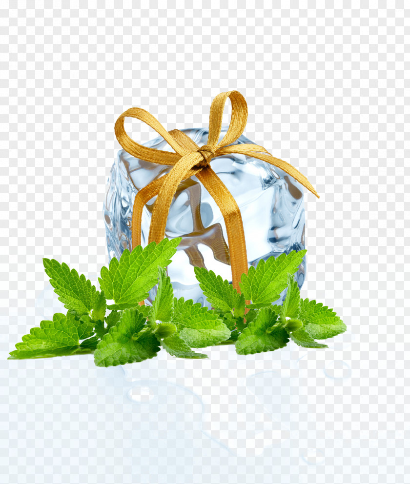 Gift Ice Mint Leaves Cube Melting PNG