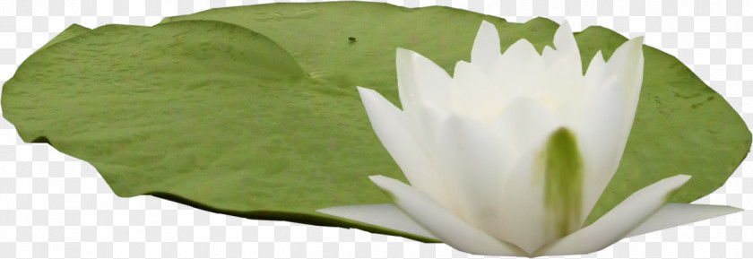 HD Lotus Nelumbo Nucifera Pygmy Water-lily Leaf Clip Art PNG