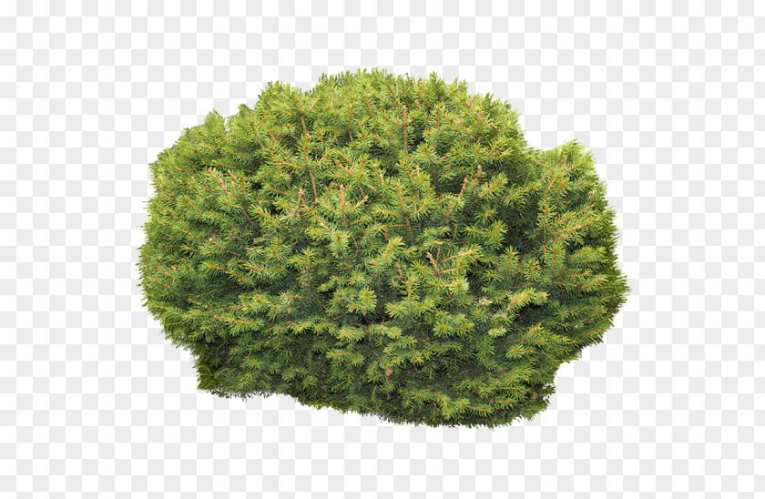 Oval Shape Spruce Shrubland Vegetation Biome PNG