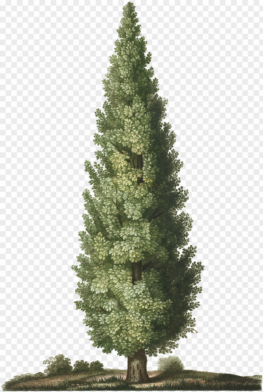 Tree Spruce Christmas Garden Pine PNG