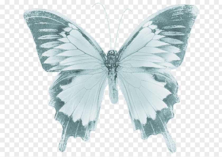 Butterfly Drawing Photography PNG