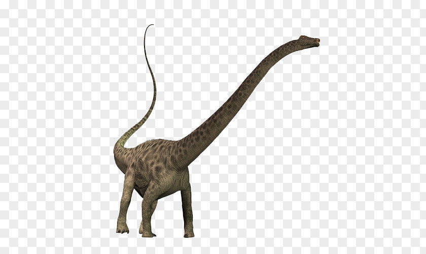 Dinosaur Diplodocus Brachiosaurus Puertasaurus Apatosaurus PNG