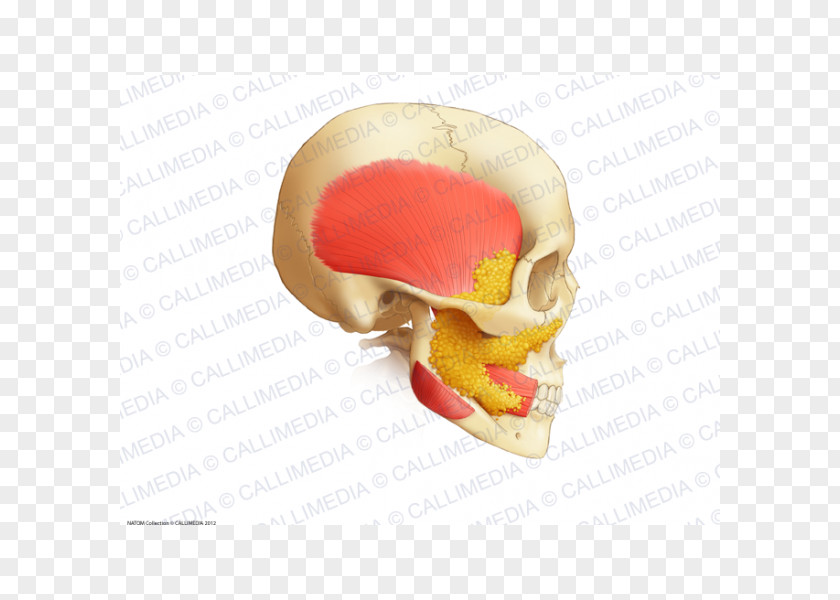 Face Human Anatomy Buccal Fat Pad Jaw Buccinator Muscle PNG