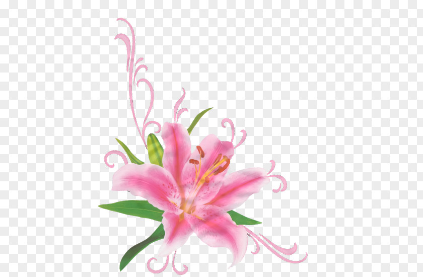 Flower Cut Flowers Lilium Bouquet Clip Art PNG
