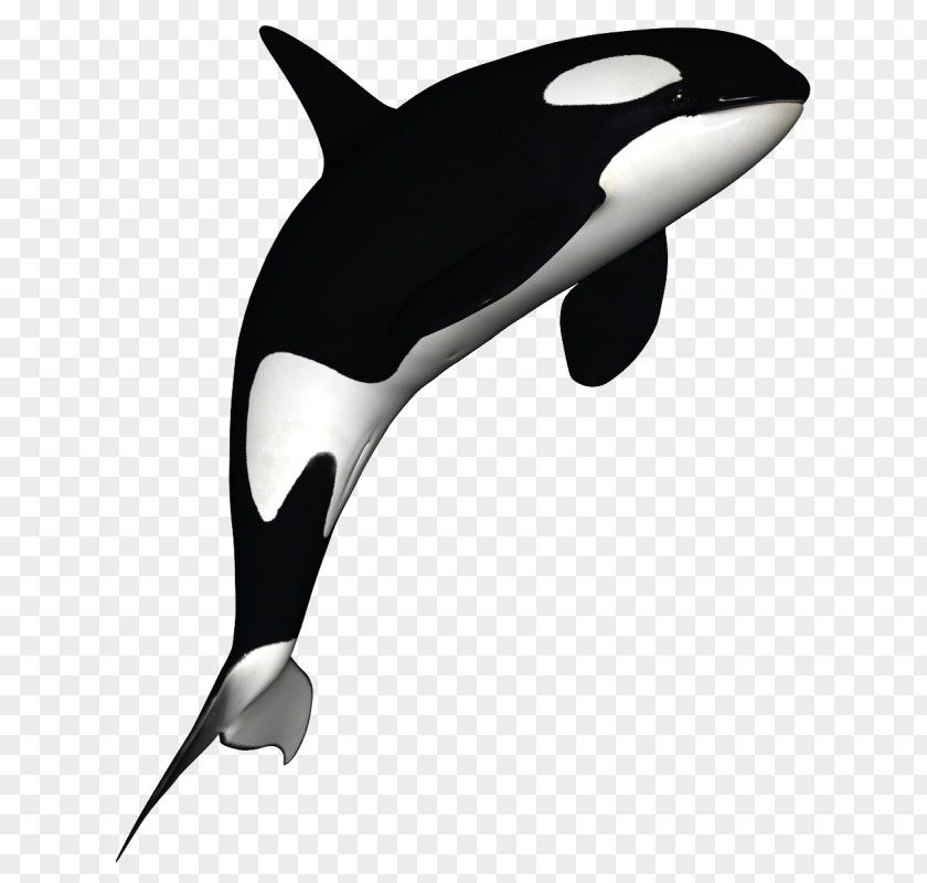 Killer Whale The Clip Art Cetacea PNG