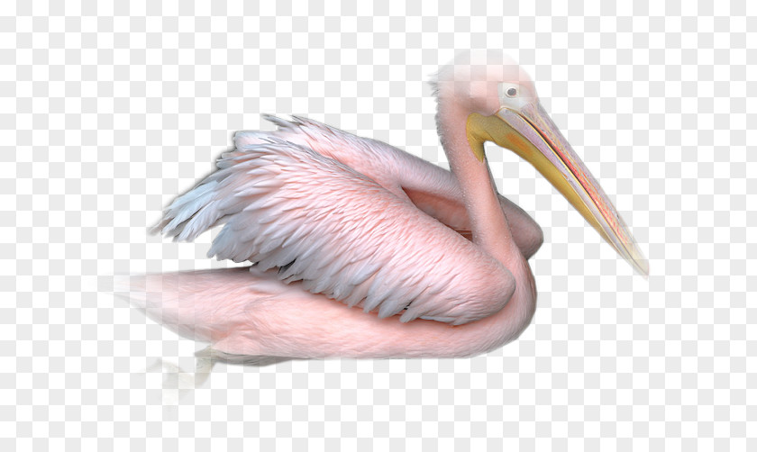 Nikita Pelican PaintShop Pro Bird Animal PNG