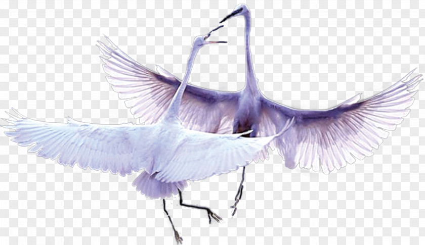 Noble Swan Yuewan Cygnini Bird Feather PNG