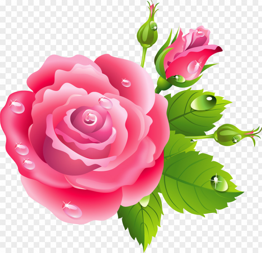 Rose Flower Pink Flowers Drawing PNG