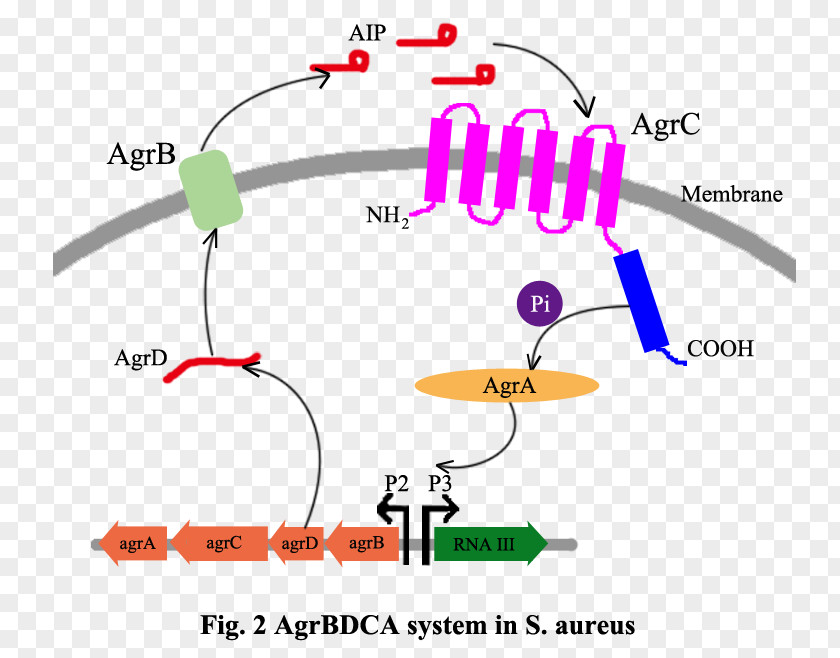 Angle Organism Brand Point PNG