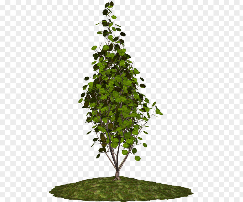 Brad Pitt Tree Houseplant Branch Shrub PNG