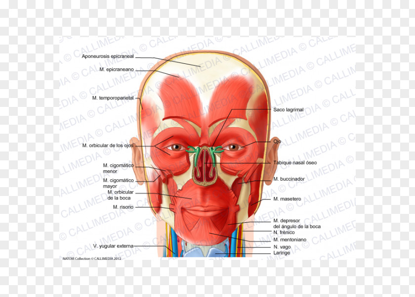 Ear Levator Palpebrae Superioris Muscle Nose Aponeurosis PNG