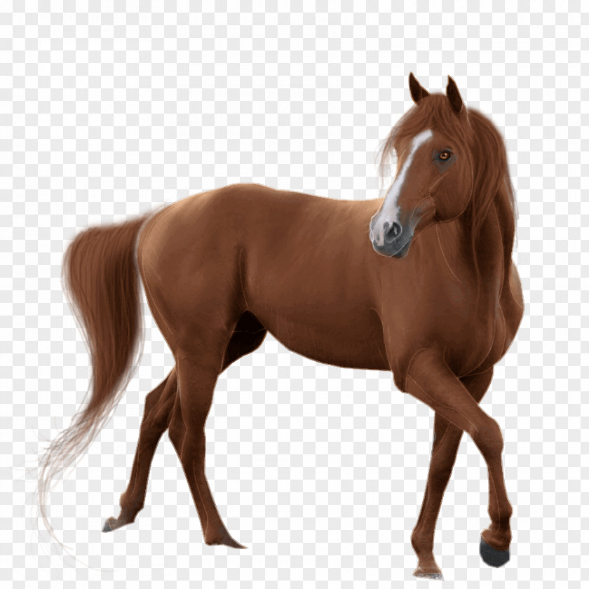 Horse Clip Art Image Mare PNG