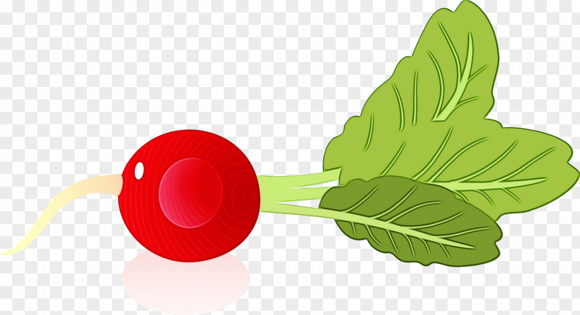 Leaf Vegetable Radish Flower Fruit PNG