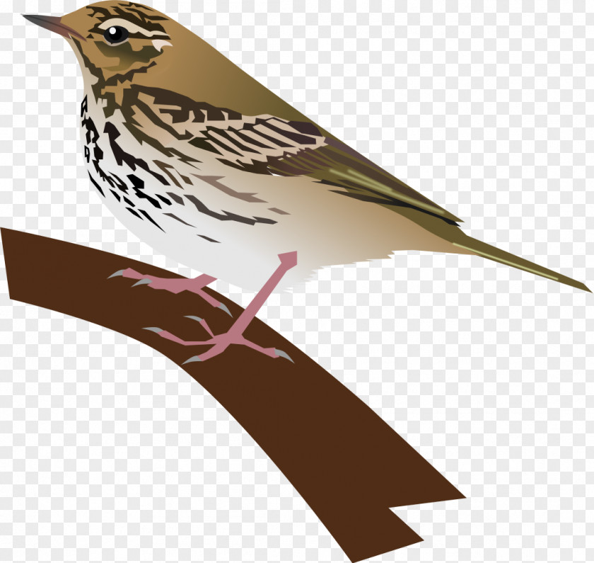 Olive House Sparrow Bird Finch American Sparrows PNG