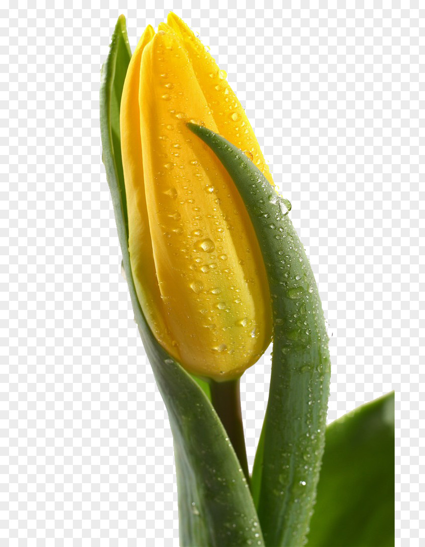 A Bright Yellow Tulip Skagit Valley Festival Indira Gandhi Memorial Garden Flower PNG