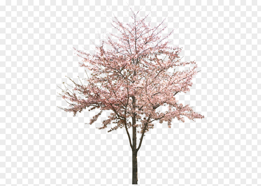 Cherry Blossom Tree Peach PNG