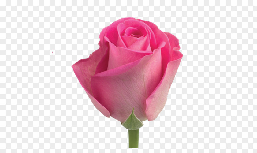 Molecule Tiny Homes Blogspot Garden Roses Cabbage Rose Floribunda Pink Flower PNG