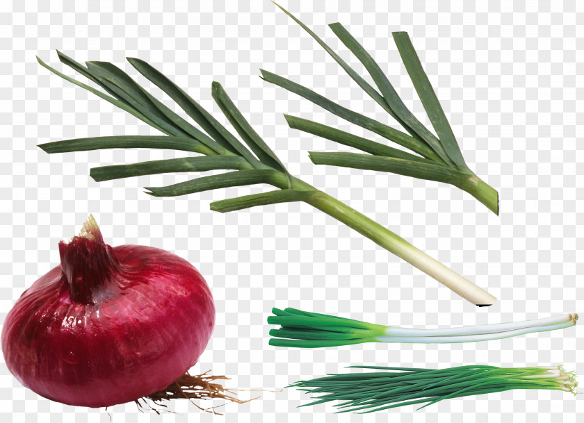 Onions Allium Fistulosum Shallot Scallion Clip Art PNG