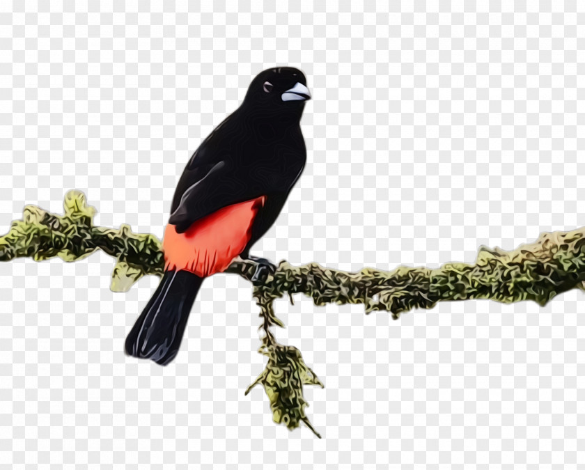 Robin Songbird Bird Beak Blackbird Branch Perching PNG